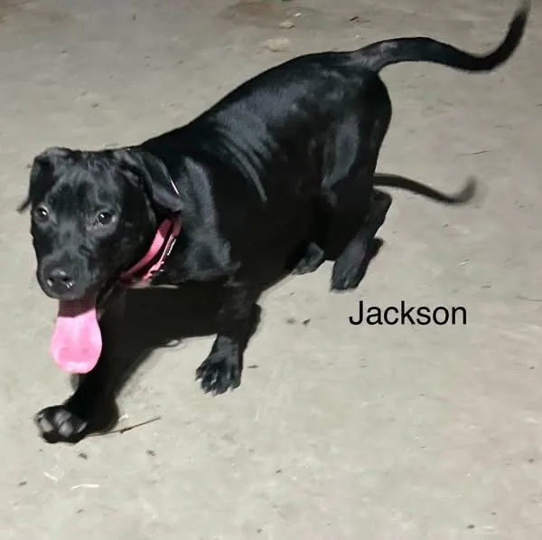 Jackson thumbnail 4