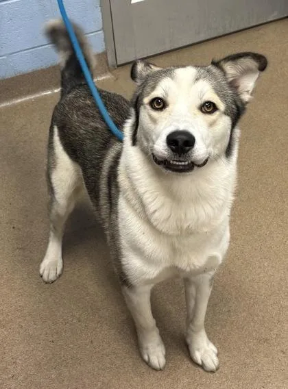 An adult large-sized male Mixed Breed dog named Lee Jordan for adoption in Chamblee, GA