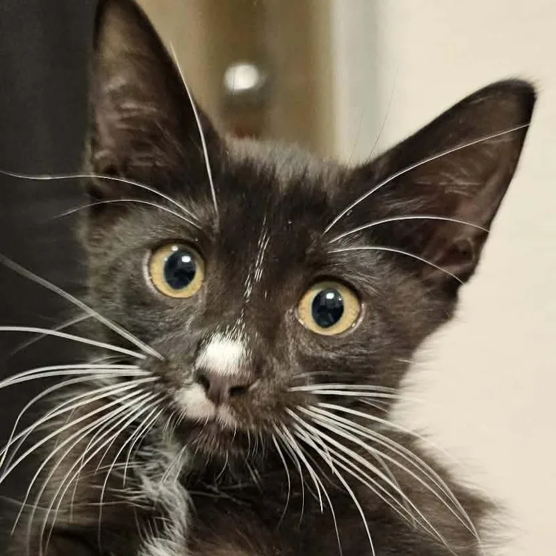A baby small-sized female Black Domestic Short Hair cat named Jetta for adoption in Houston, TX