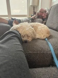 An adult small-sized male Havanese dog named Sunny for adoption in Baltimore, MD