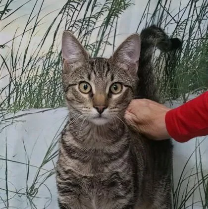 Brutus