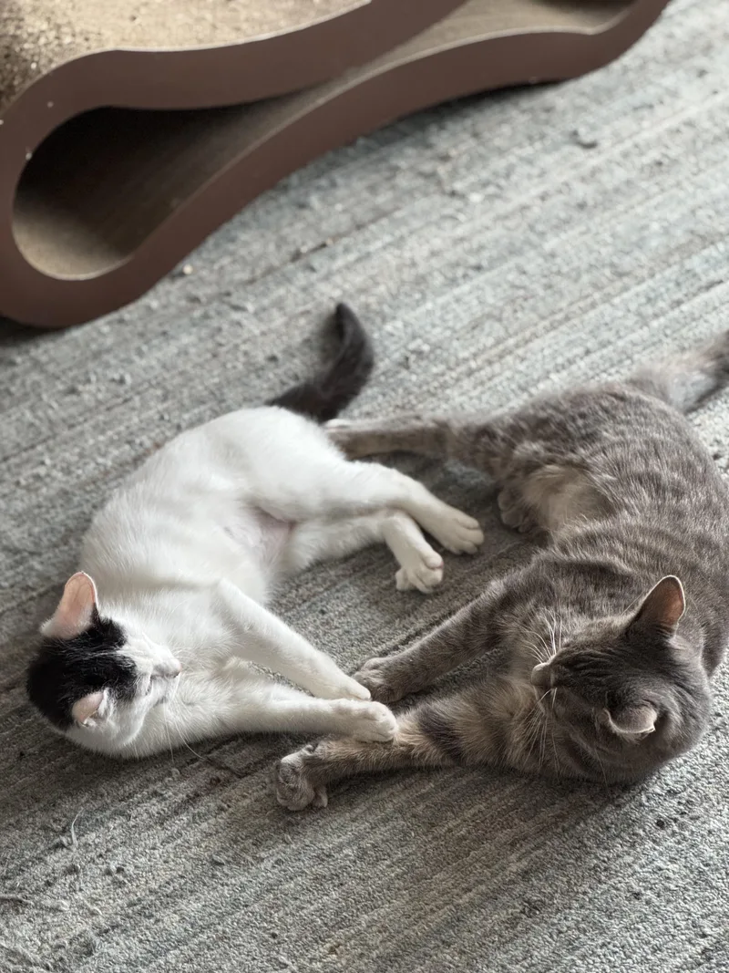 Gies N.  Purrfect thumbnail 2