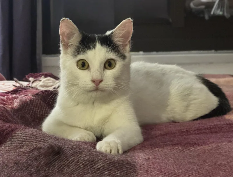 Gies N.  Purrfect thumbnail 3