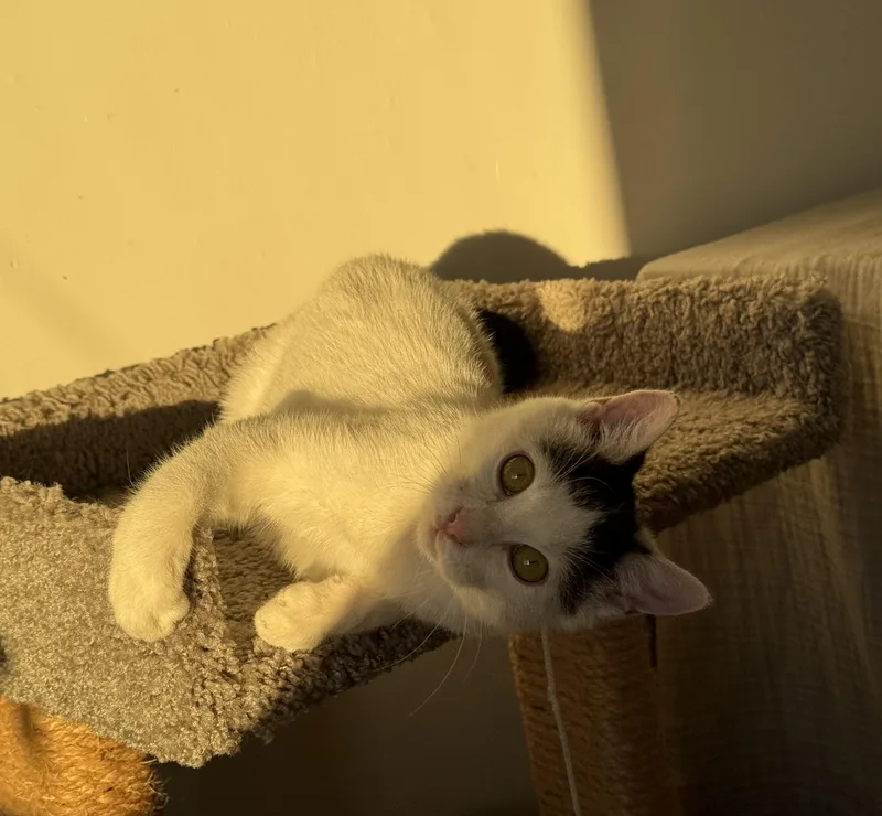 Gies N.  Purrfect thumbnail 4