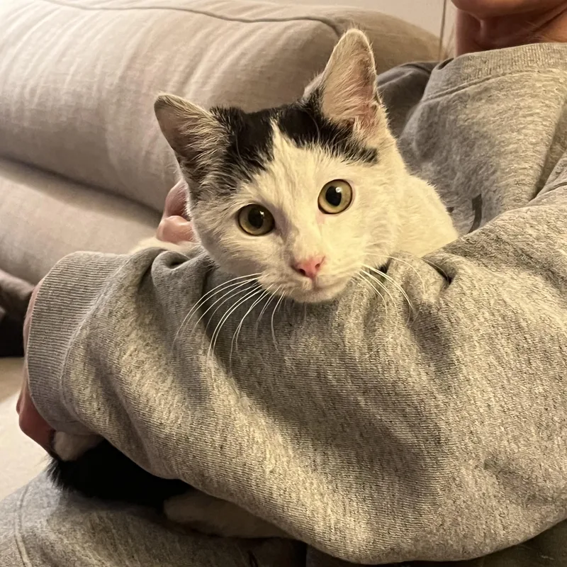 Gies N.  Purrfect thumbnail 5