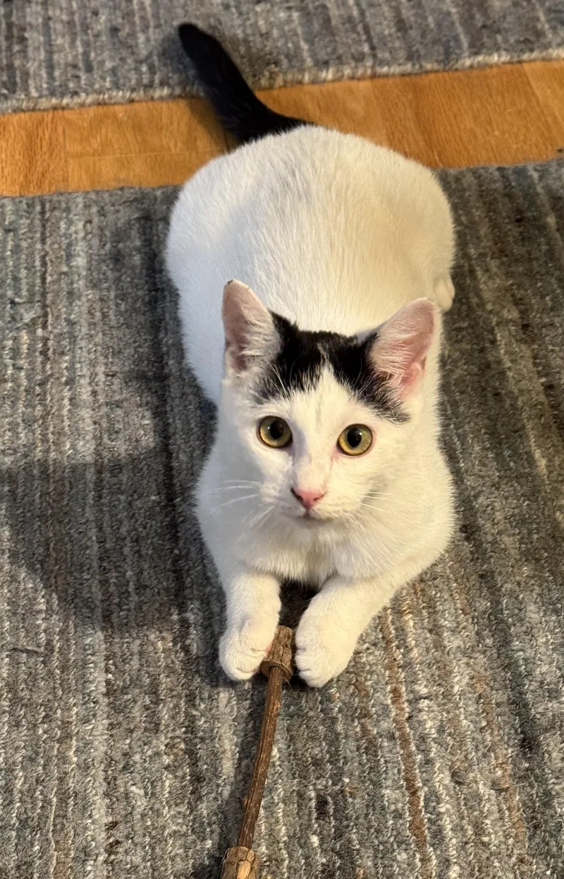 Gies N.  Purrfect thumbnail 6