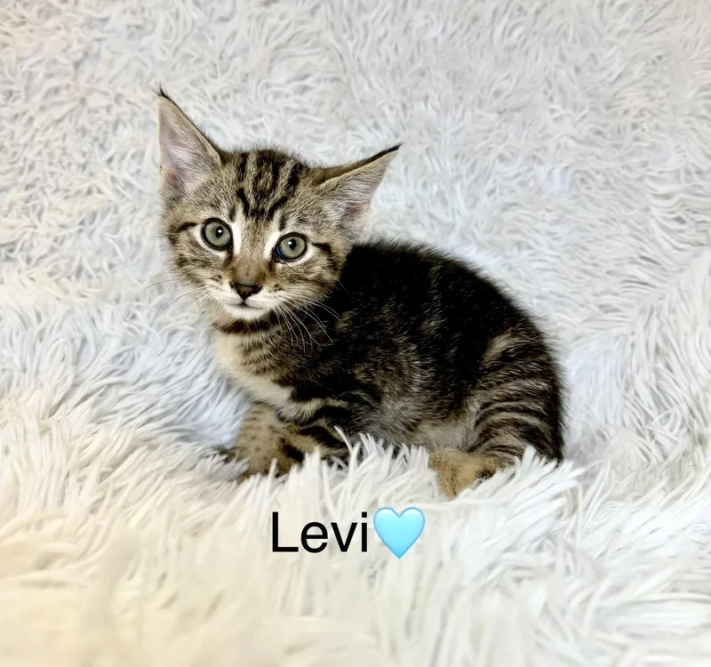 A baby medium-sized male Tabby (Brown / Chocolate) Tabby cat named Levi for adoption in Copley, OH