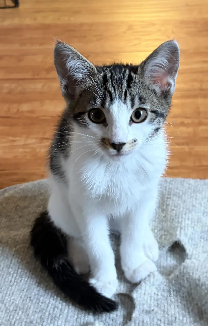 A young small-sized female Domestic Short Hair cat named Jimmi for adoption in Fullerton, CA