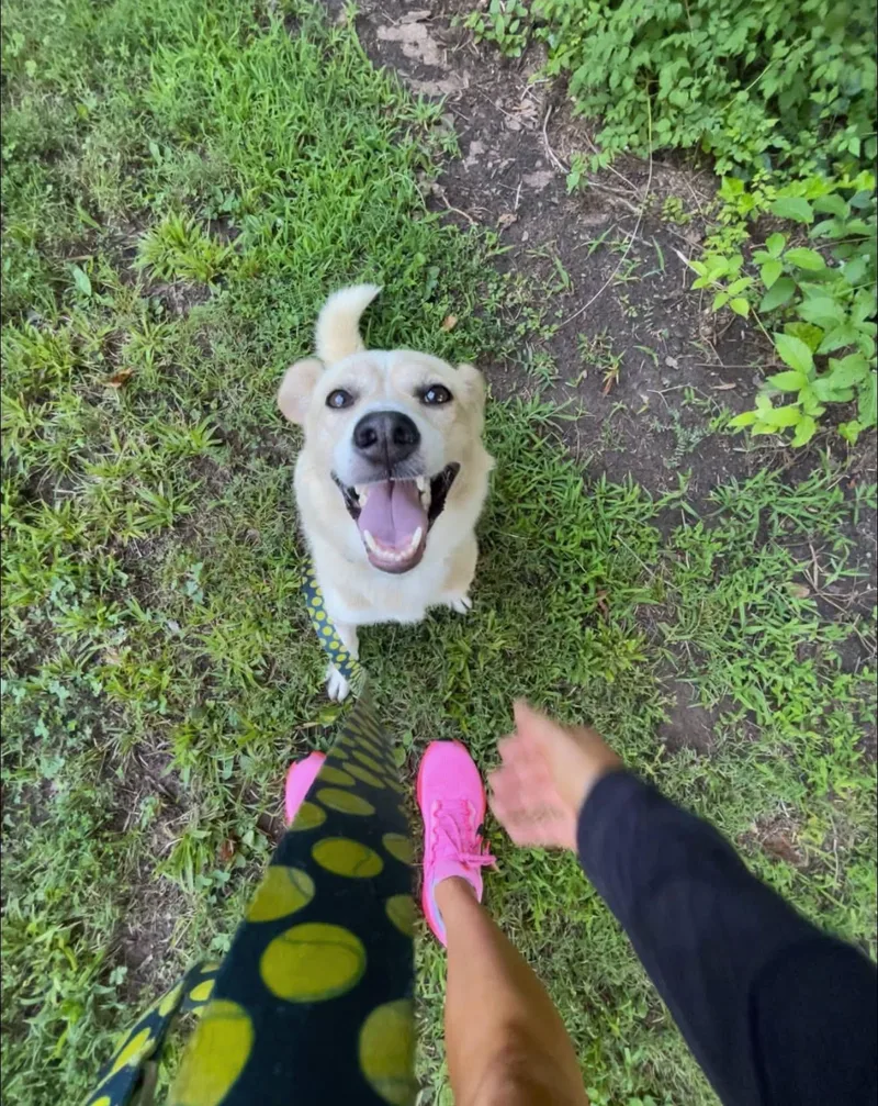 An adult medium-sized male Yellow / Tan / Blond / Fawn Labrador Retriever dog named Bruno for adoption in Clyde, NC