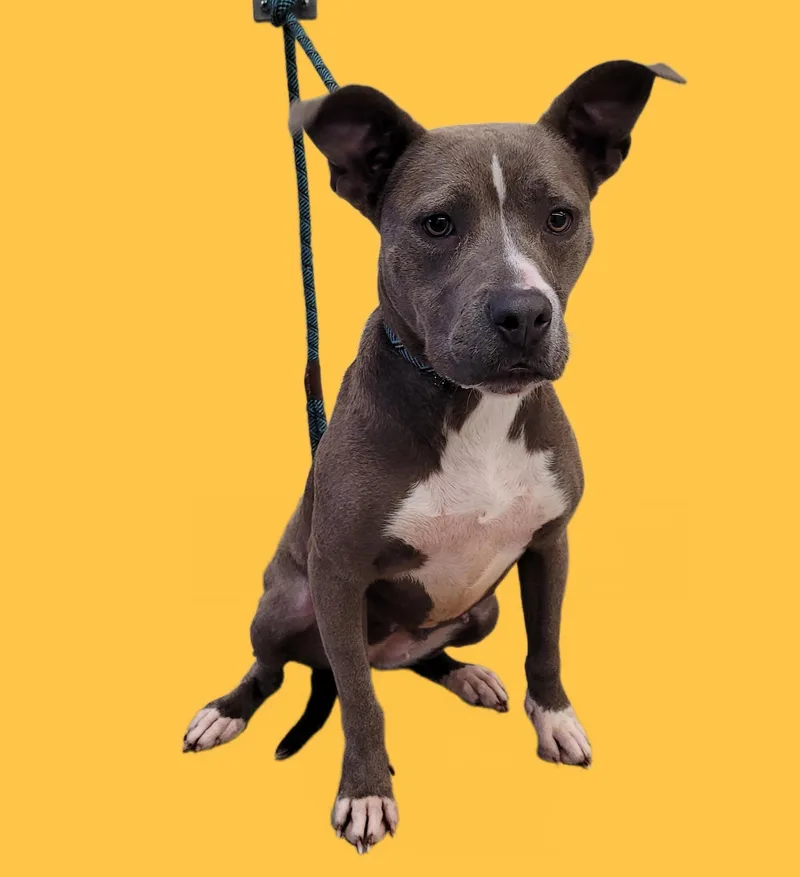 An adult medium-sized female Pit Bull Terrier dog named Anchovy for adoption in Los Angeles, CA