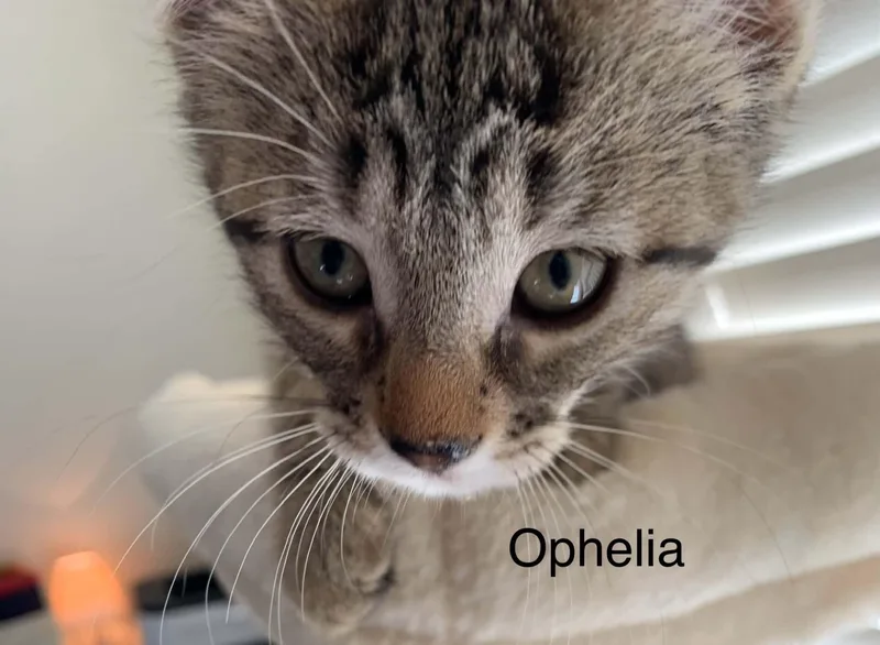 Ophelia