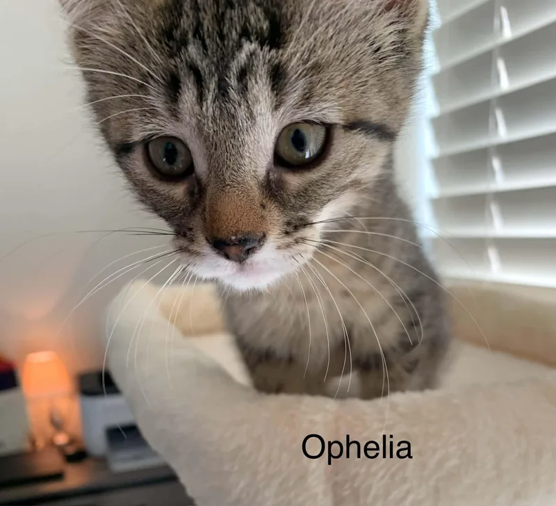 Ophelia thumbnail 3
