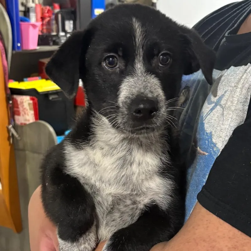 A baby small-sized male Black Mixed Breed dog named Juju for adoption in Wappingers Falls, NY