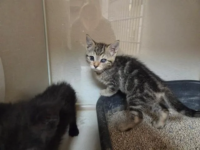 A baby small-sized female Domestic Short Hair cat named Bratty for adoption in Fairfield, CA