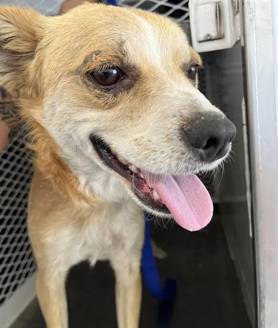 An adult medium-sized male Terrier dog named A for adoption in Bakersfield, CA