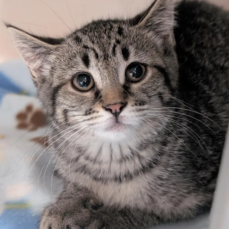 A baby small-sized female Black Domestic Short Hair cat named Serrano for adoption in Watertown, NY