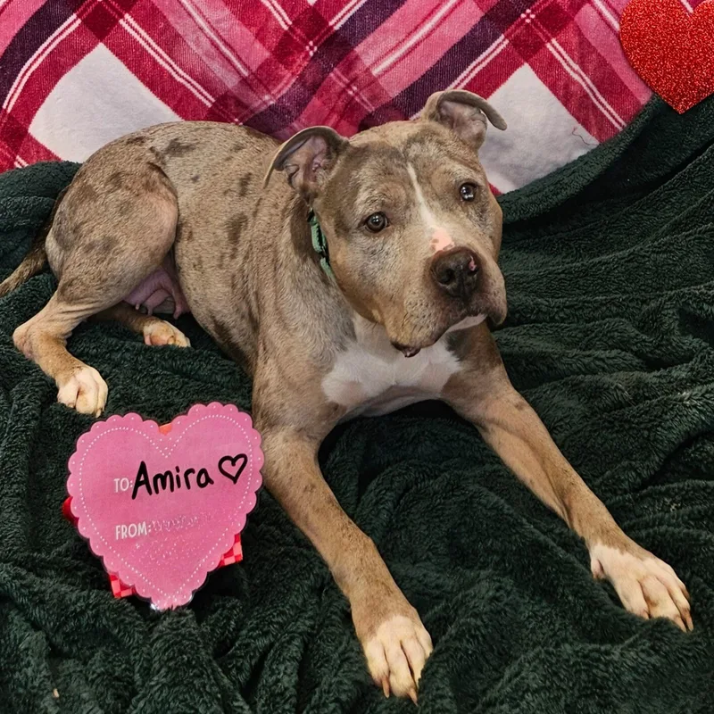 An adult medium-sized female Merle (Blue) American Bully dog named Amira for adoption in Waterloo, IA