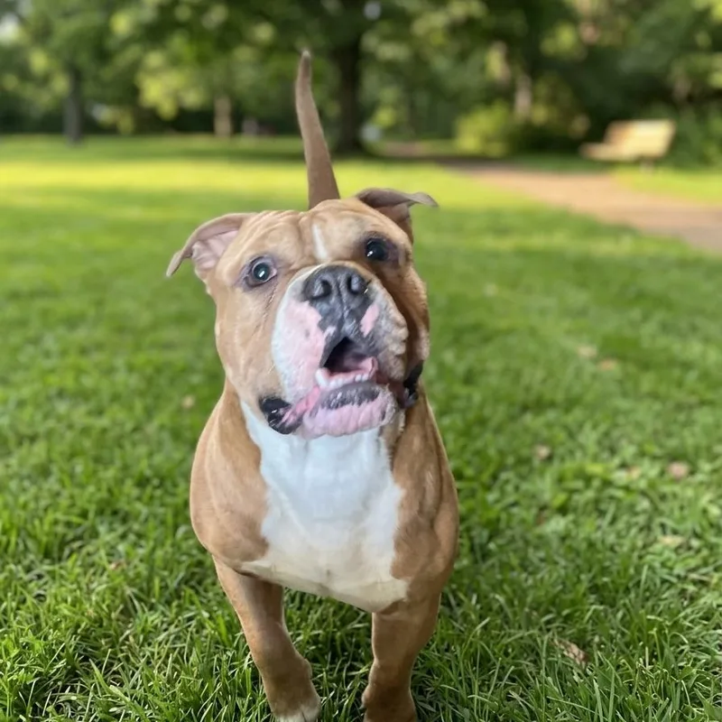 An adult medium-sized male Yellow / Tan / Blond / Fawn English Bulldog dog named Chunky for adoption in East Saint Louis, IL