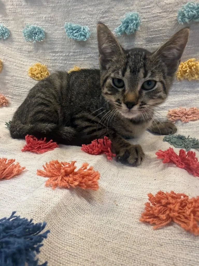 A baby medium-sized female Domestic Short Hair cat named Louise PA for adoption in Denham Springs, LA