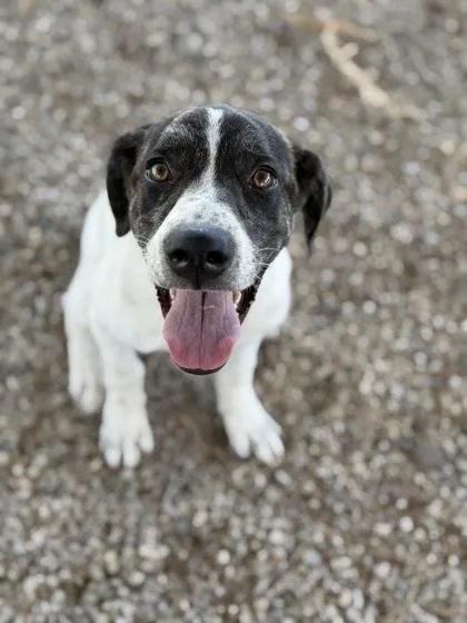 Smoochum thumbnail 4