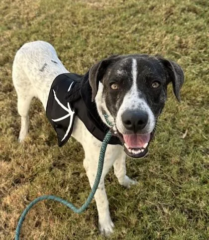 Smoochum thumbnail 5