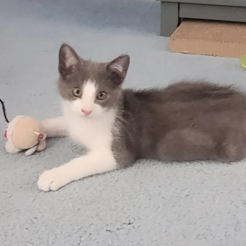A baby small-sized male Gray / Blue / Silver Domestic Long Hair cat named Seth for adoption in Reisterstown, MD