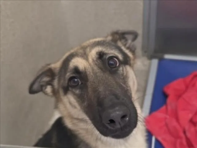 A young large-sized female German Shepherd Dog dog named Winifred for adoption in Tracy, CA