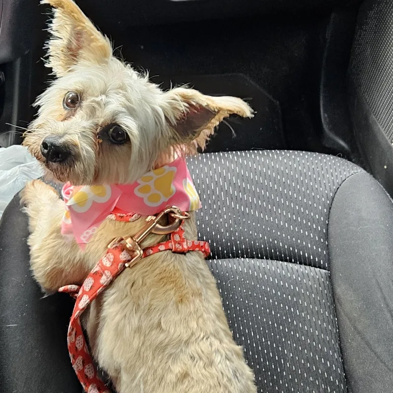 An adult small-sized female Gray / Blue / Silver Silky Terrier dog named Cha Chi for adoption in Nashville, TN
