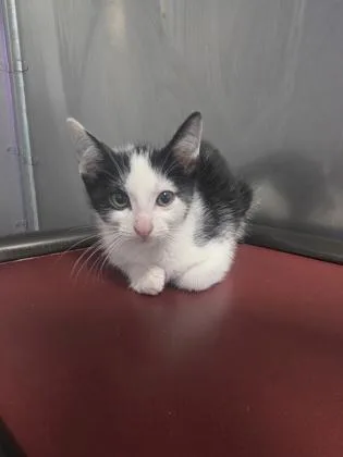 A baby medium-sized male Domestic Short Hair cat named Bates for adoption in Sevierville, TN