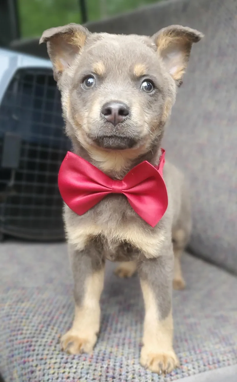 A baby small-sized male Australian Kelpie dog named Tate for adoption in Gilbert, SC