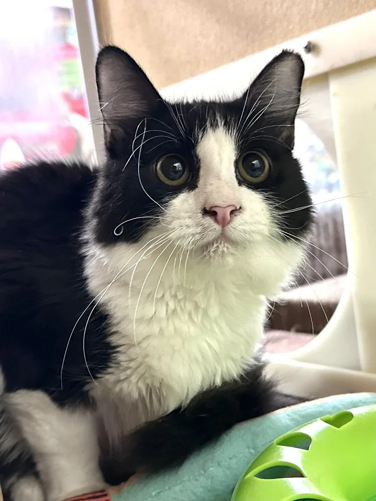 A baby small-sized male Black & White / Tuxedo Domestic Short Hair cat named Welly for adoption in Panama City Beach, FL