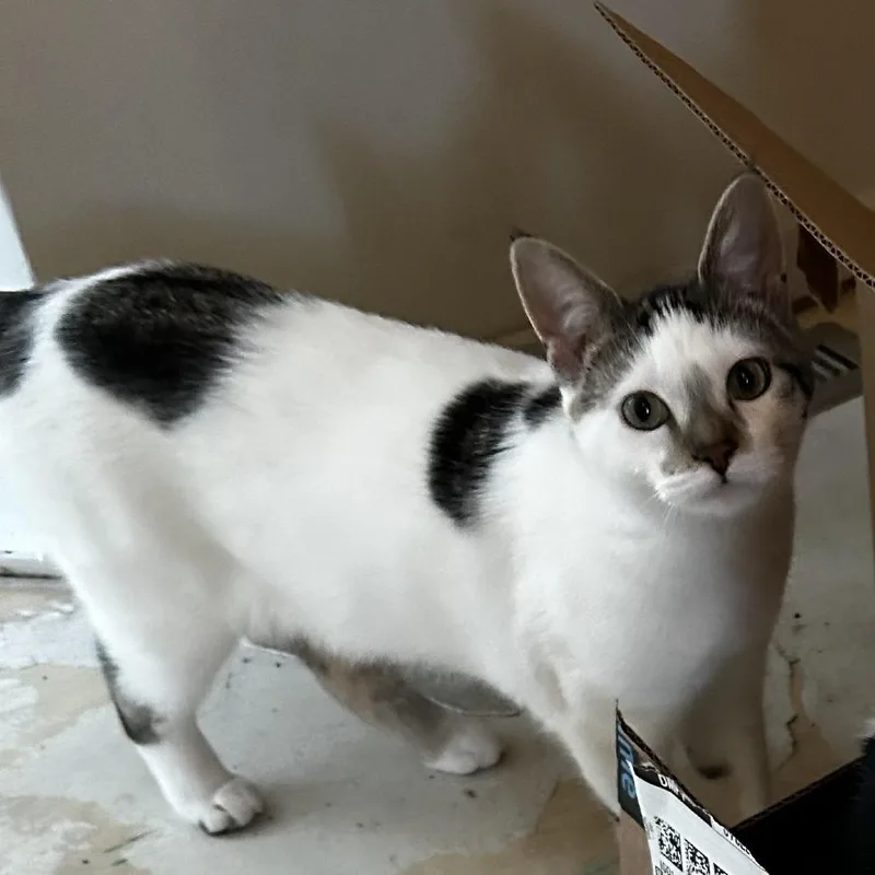 Jules Blind C thumbnail 2