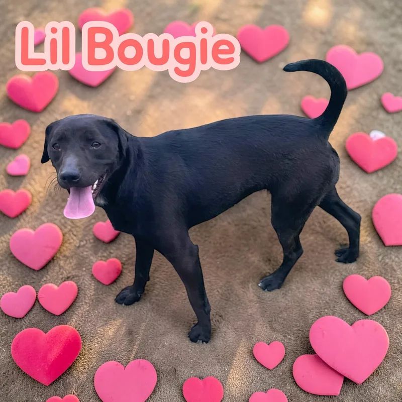 A young medium-sized female Black Patterdale Terrier / Fell Terrier dog named Lil' Bougie  Spunky for adoption in Chuckey, TN