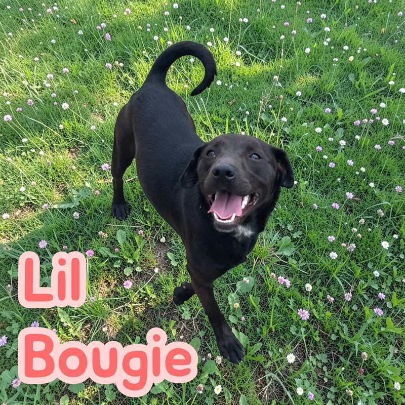 Lil' Bougie  Spunky thumbnail 2
