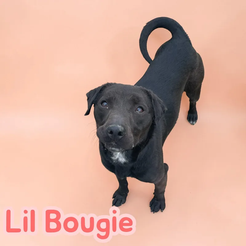 Lil' Bougie  Spunky thumbnail 3