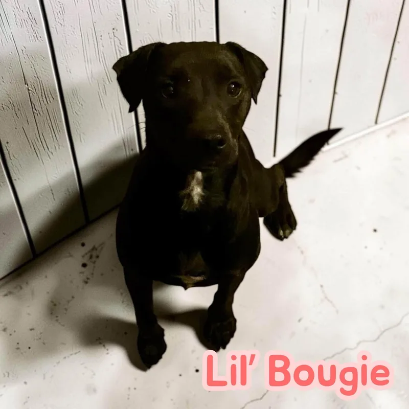 Lil' Bougie  Spunky thumbnail 4