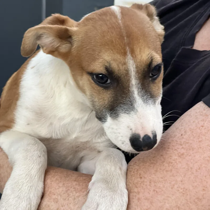A baby medium-sized female Tricolor (Brown, Black, & White) German Shepherd Dog named Peanut for adoption in Encino, CA