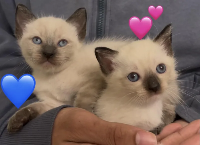 Preston And Primrose thumbnail 2