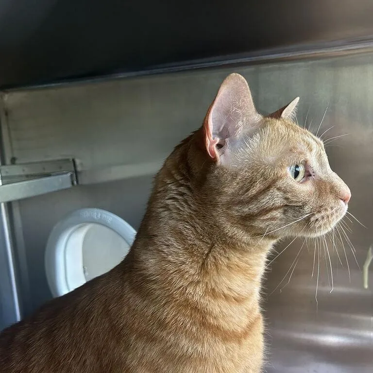 A senior extra large-sized male Orange / Red Domestic Short Hair cat named Clark for adoption in Asheville, NC
