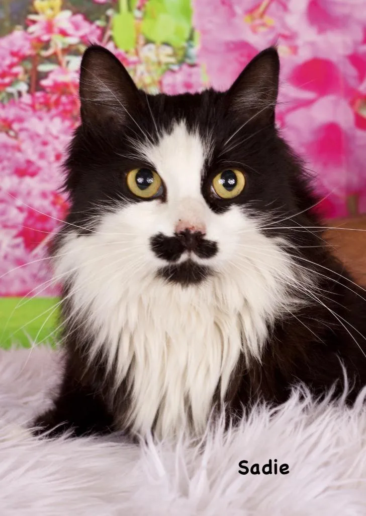 Sadie