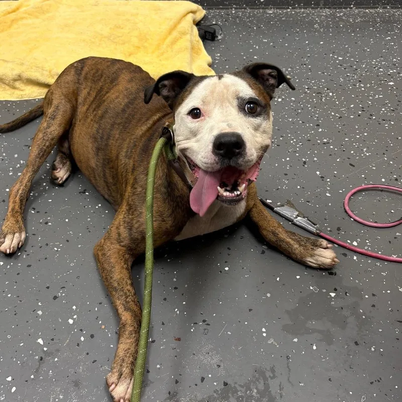 An adult large-sized male White / Cream Mixed Breed dog named Lucky for adoption in Columbiana, AL