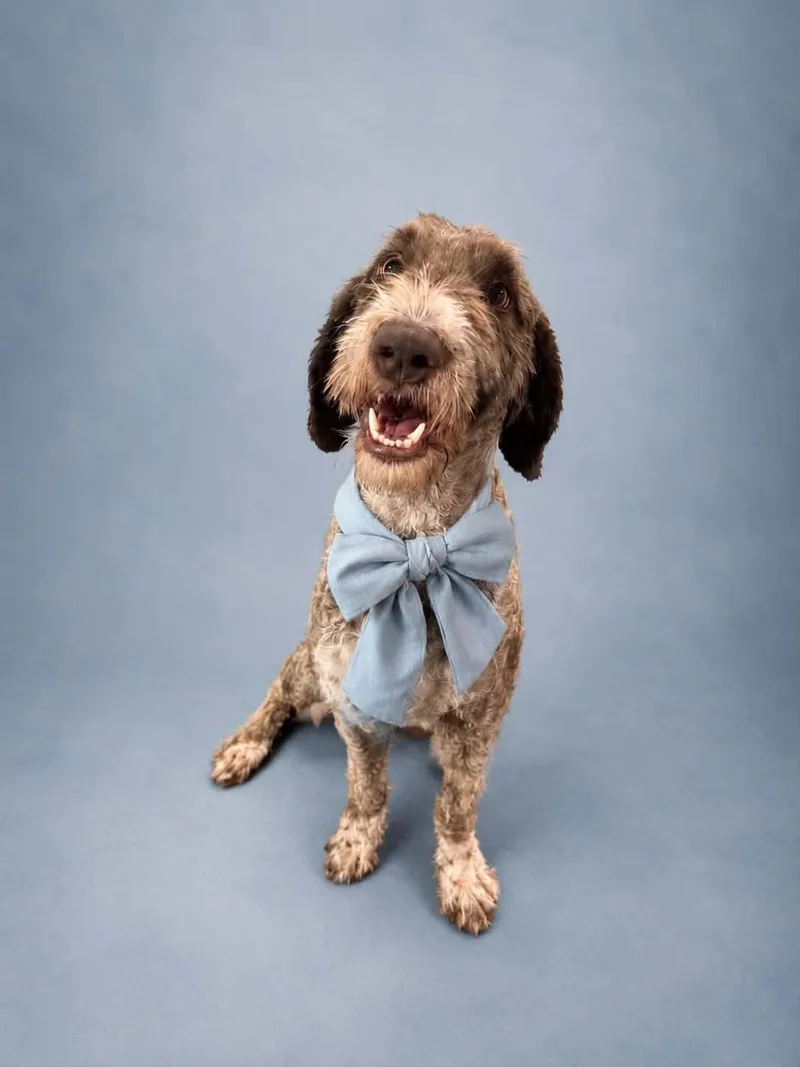 An adult medium-sized male Labradoodle dog named Dumpling for adoption in Houston, TX