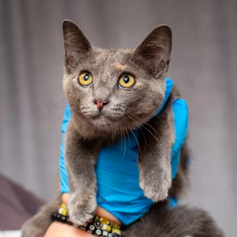 A baby small-sized female Tortoiseshell Domestic Short Hair cat named Honda for adoption in Hattiesburg, MS