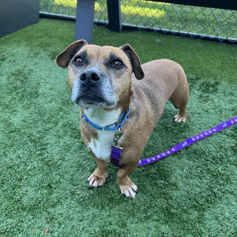 An adult medium-sized male Brown / Chocolate Mixed Breed dog named Caliman for adoption in Matteson, IL