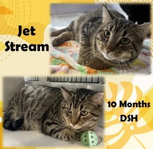 An adult medium-sized male Tabby (Brown / Chocolate) Domestic Short Hair cat named Jet Stream for adoption in Franklin, IN