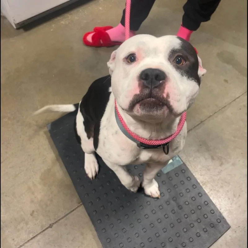 An adult medium-sized male White / Cream Mixed Breed dog named Rooster for adoption in Bismarck, ND