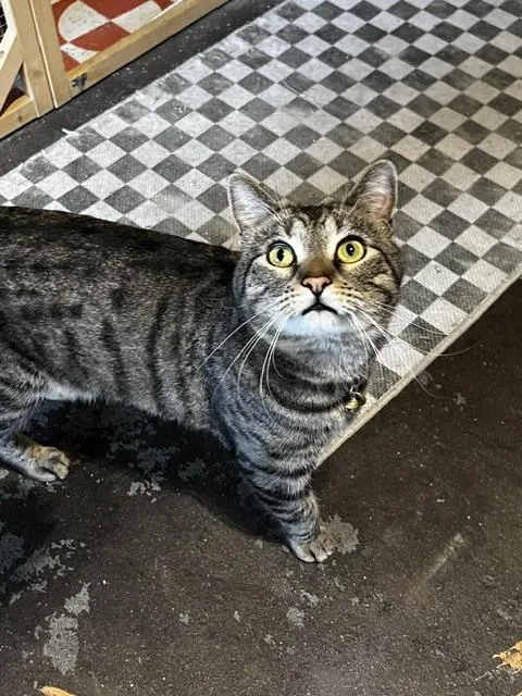 An adult medium-sized male Domestic Short Hair cat named Sapphire and Chunkamonk for adoption in Denver, CO