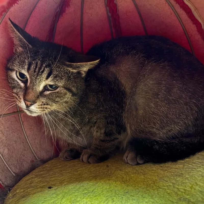 An adult medium-sized female Brown / Chocolate Domestic Short Hair cat named Nellie for adoption in Mount Juliet, TN
