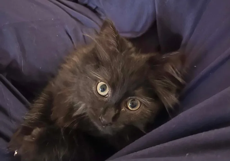 A baby small-sized female Domestic Long Hair cat named Cowbell for adoption in Fond Du Lac, WI
