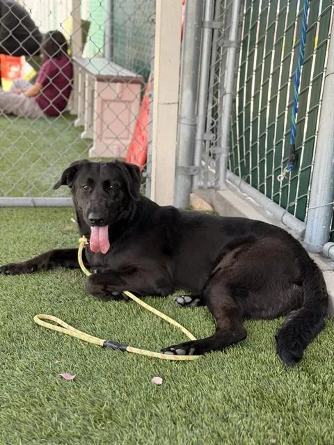 A young large-sized female Labrador Retriever dog named Sabrina for adoption in Baldwin Park, CA